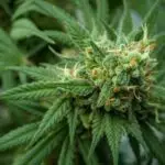 What Is Shatter? Dangers of High-Potency Cannabis Products