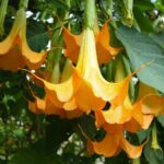 What Makes the Devil’s Breath Drug So Dangerous?